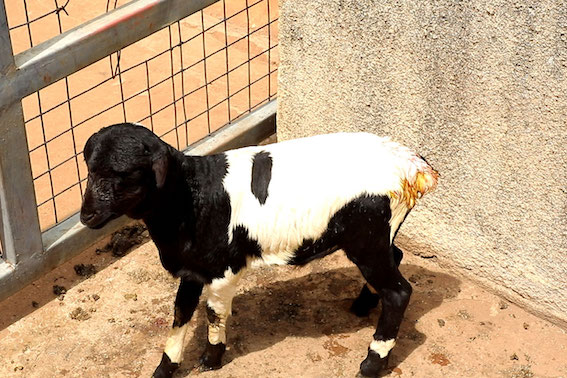 giant conduct bleeding